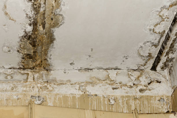 Trusted Owasso, OK Mold Removal Experts